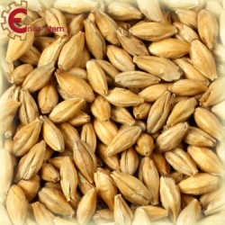 Malti per birra artigianale acquisto e vendita on line