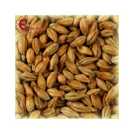 Malti per birra artigianale acquisto e vendita on line