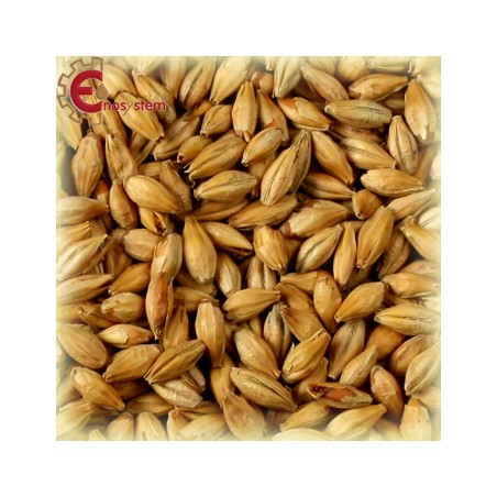 Malti per birra artigianale acquisto e vendita on line