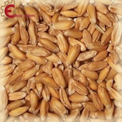 Malto per birra artigianale acquisto e vendita on line