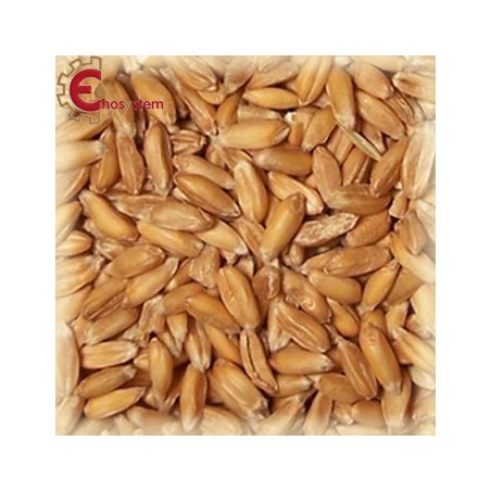 Malto per birra artigianale acquisto e vendita on line