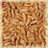 Château Spelt (farro) kg.5