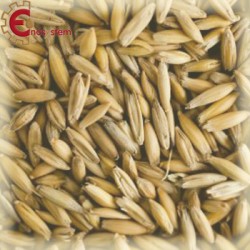 Malto per birra artigianale acquisto e vendita on line