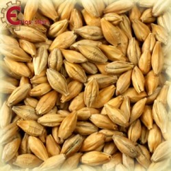 Malto per birra artigianale acquisto e vendita on line