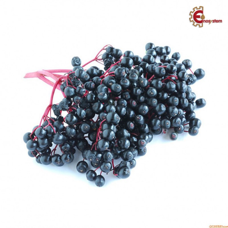 Bacche di sambuco essiccate 100 gr